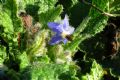 Borago officinalis
